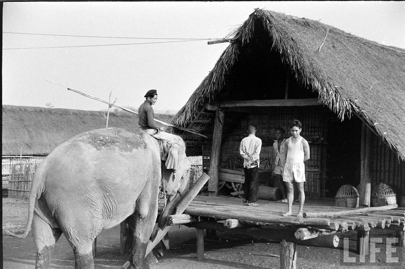 Anh doc: Ngam dan voi hoanh trang o Buon Me Thuot nam 1957-Hinh-5
