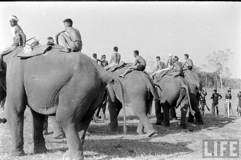 Ngam dan voi hoanh trang o Buon Ma Thuot nam 1957-Hinh-3