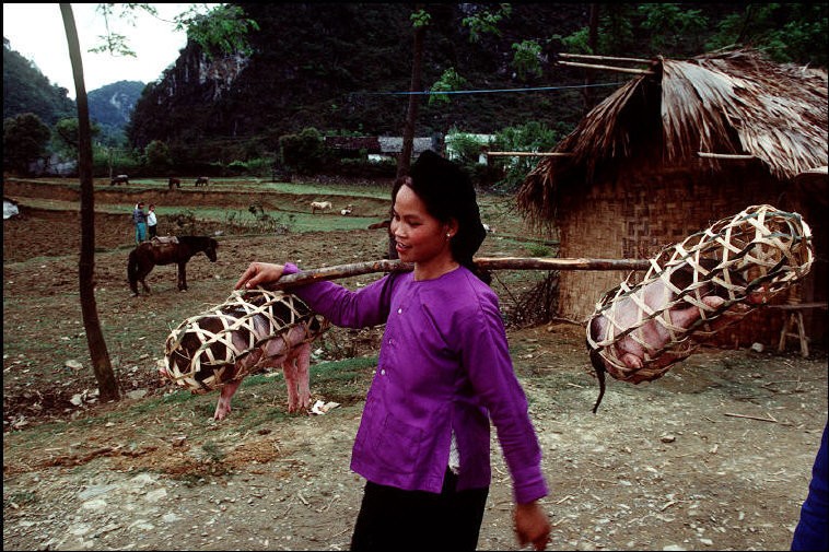Tron mat canh cho lon bang xe dap o Viet Nam thap nien 1990-Hinh-6