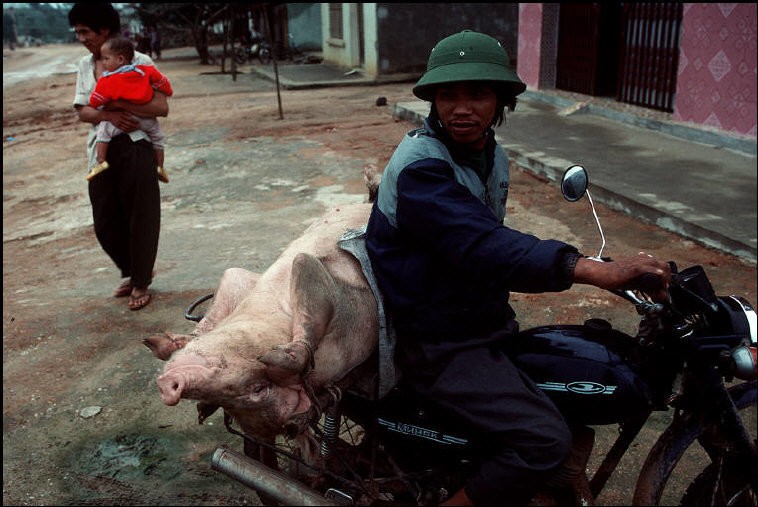 Tron mat canh cho lon bang xe dap o Viet Nam thap nien 1990-Hinh-7