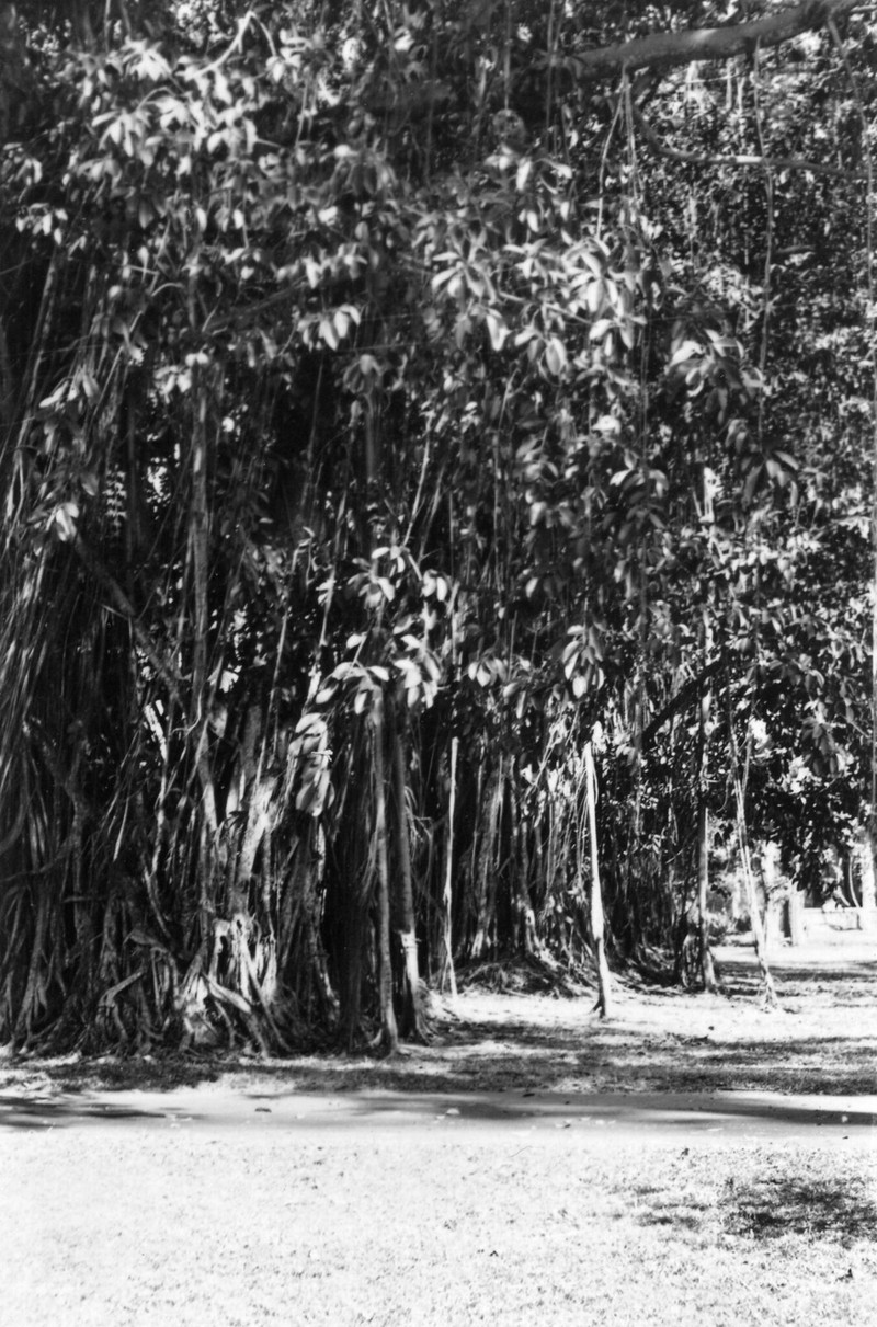 Canh tuong bat ngo o Thao Cam Vien Sai Gon nam 1938 - 1939-Hinh-10
