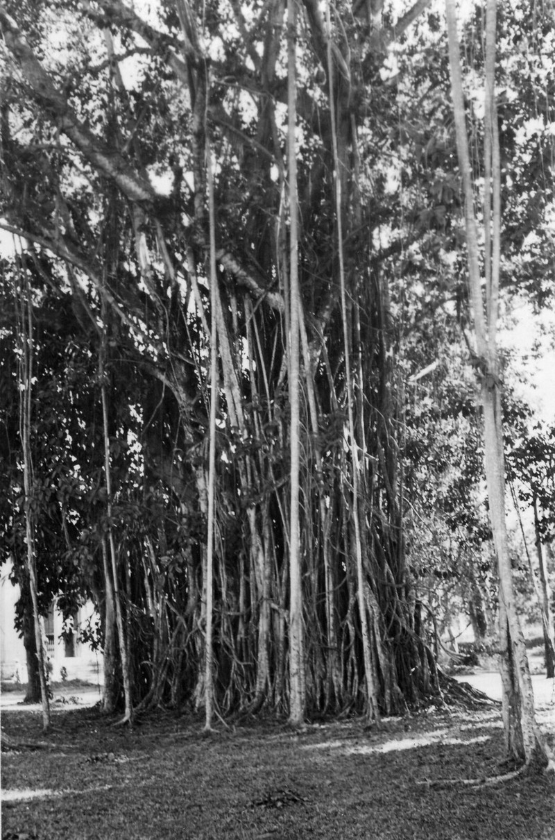 Canh tuong bat ngo o Thao Cam Vien Sai Gon nam 1938 - 1939-Hinh-9