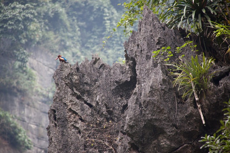 Su ky thu cua Ninh Binh qua ong kinh pho nhay My-Hinh-4