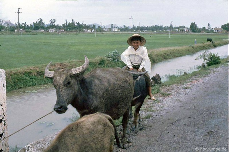Anh “dep ngat” ve nhung chu trau o Viet Nam nam 1992 (ky 2)-Hinh-2