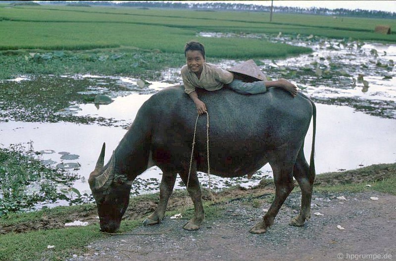 Anh “dep ngat” ve nhung chu trau o Viet Nam nam 1992 (ky 2)-Hinh-4