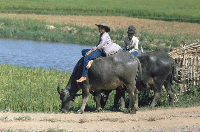 Anh “dep ngat” ve nhung chu trau o Viet Nam nam 1992 (ky 2)-Hinh-7