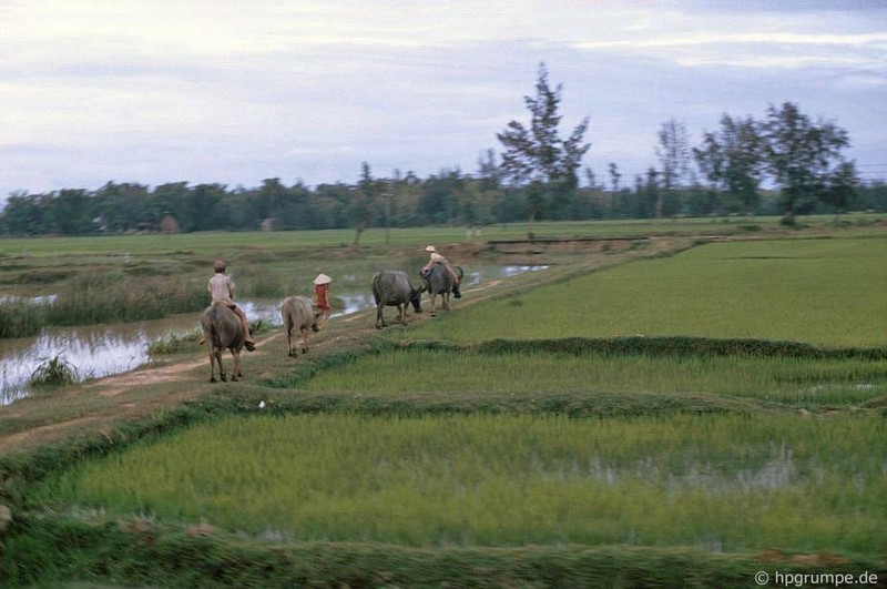 Anh “dep ngat” ve nhung chu trau o Viet Nam nam 1992 (ky 2)-Hinh-9