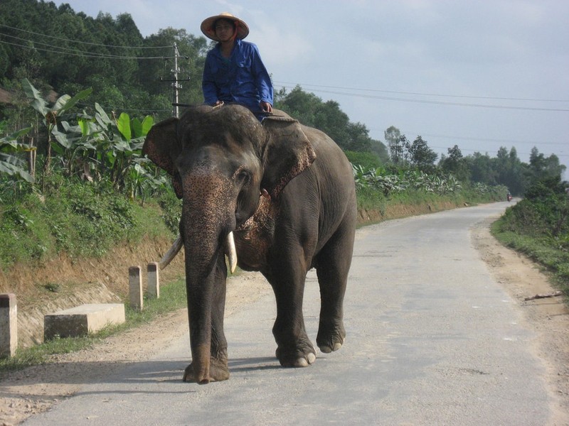 11 loai vat bao Tay diem ten phai ngam o Viet Nam-Hinh-4