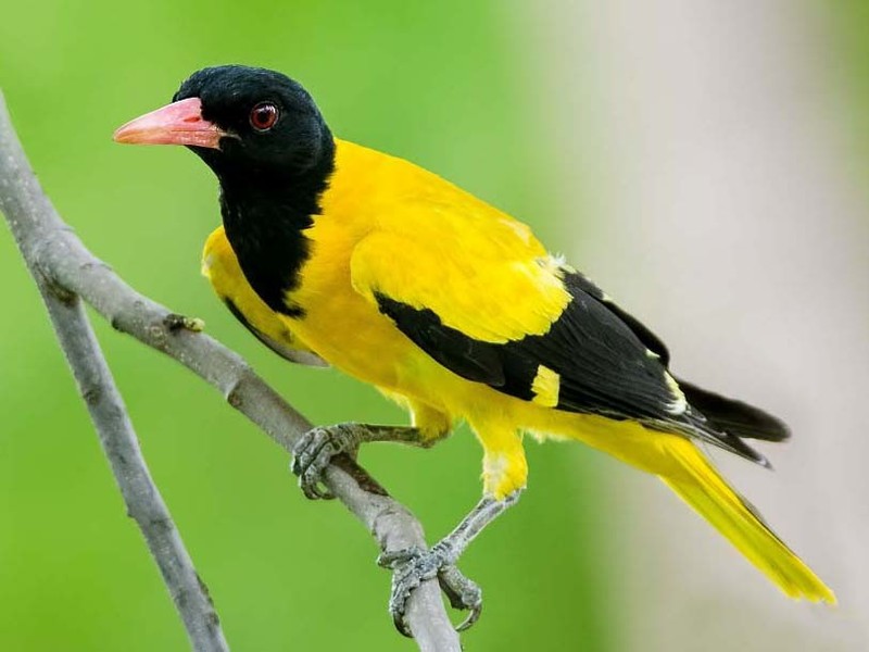 Chim Vàng Anh - Loài chim có bộ lông sặc sỡ & giọng hót hay