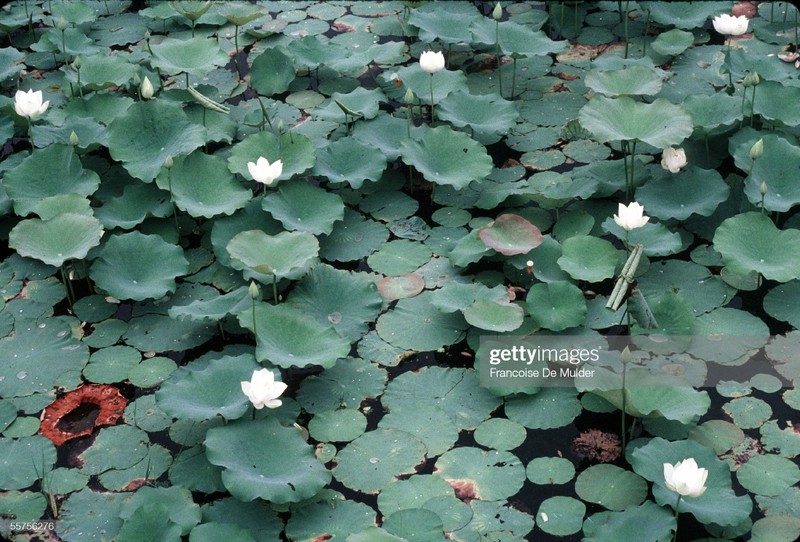 Co do Hue nam 1989 qua anh cua Francoise De Mulder-Hinh-14