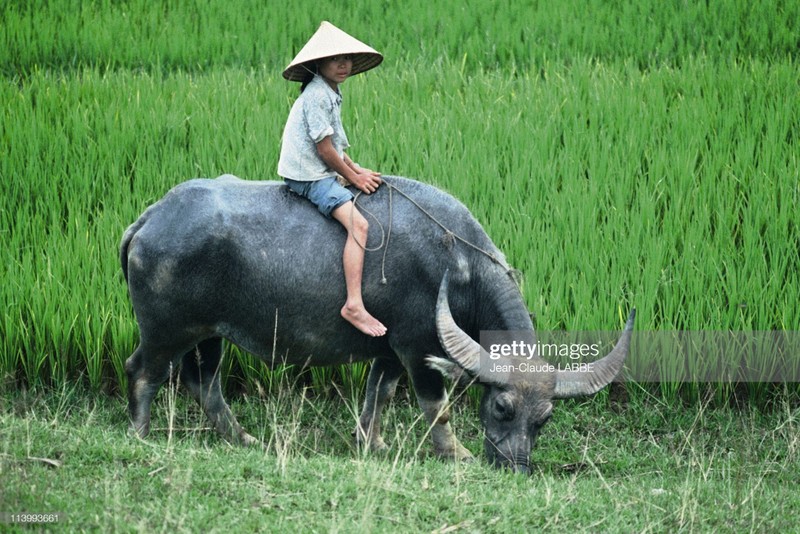 Boi hoi nhin lai cuoc song o nong thon Viet Nam dau thap nien 1990-Hinh-12