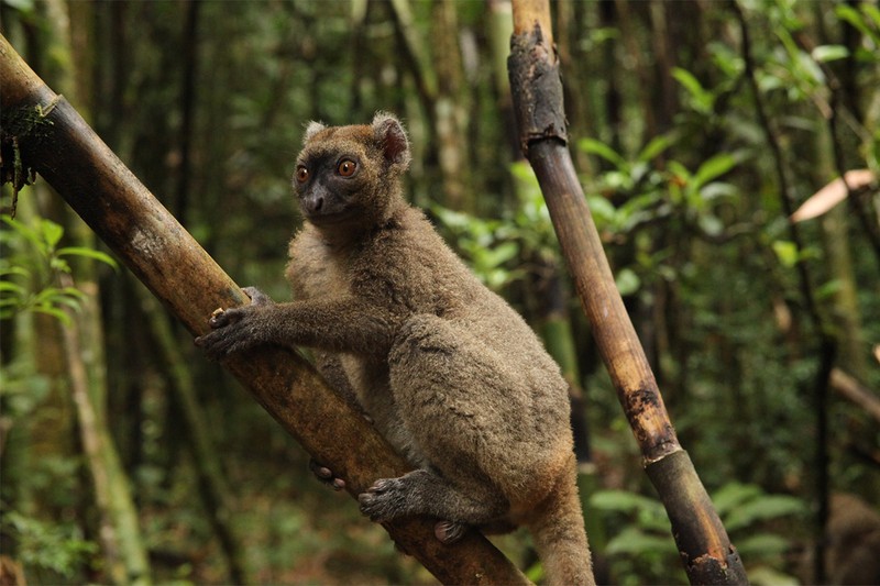 Kinh ngac voi su ky la cua cac loai vuon cao o Madagascar (1)-Hinh-2