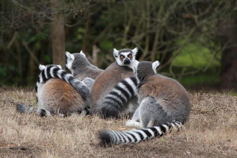 Kinh ngac voi su ky la cua cac loai vuon cao o Madagascar (1)-Hinh-3