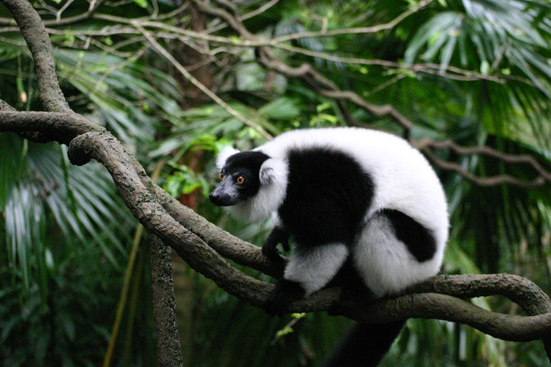 Kinh ngac voi su ky la cua cac loai vuon cao o Madagascar (1)-Hinh-4