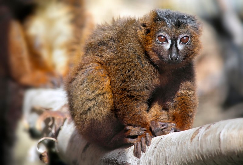 Kinh ngac voi su ky la cua cac loai vuon cao o Madagascar (1)-Hinh-5