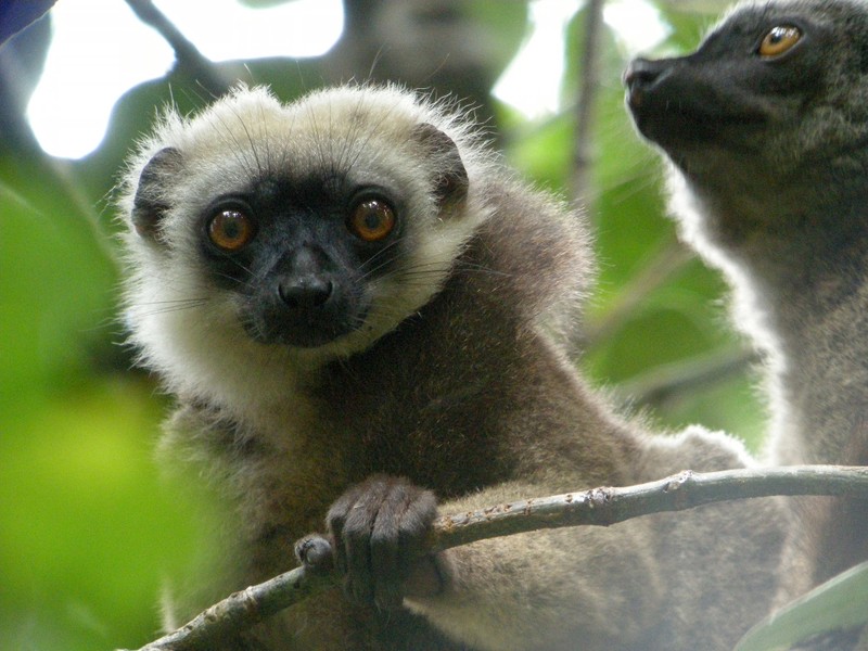 Kinh ngac voi su ky la cua cac loai vuon cao o Madagascar (1)-Hinh-7