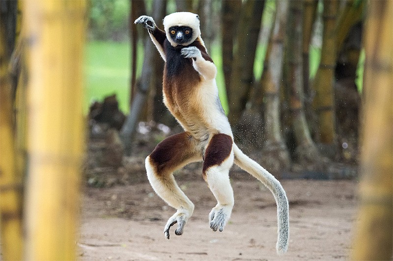 Kinh ngac voi su ky la cua cac loai vuon cao o Madagascar (2)-Hinh-2