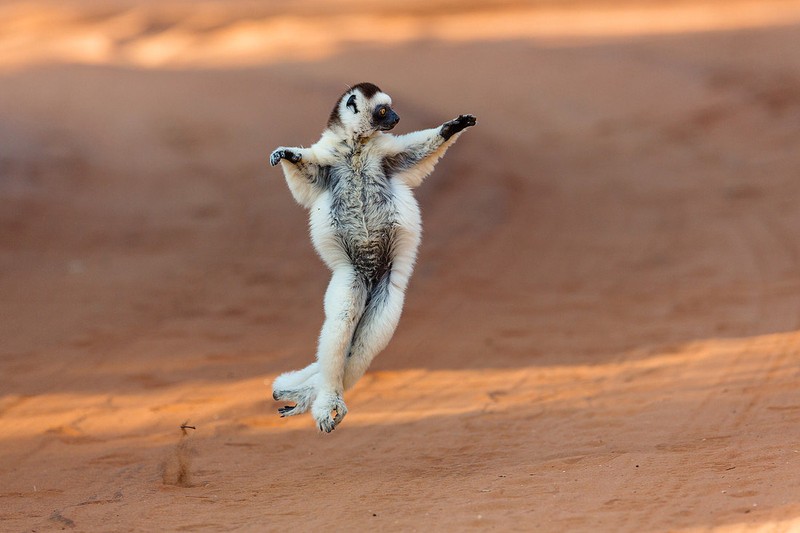 Kinh ngac voi su ky la cua cac loai vuon cao o Madagascar (2)-Hinh-3