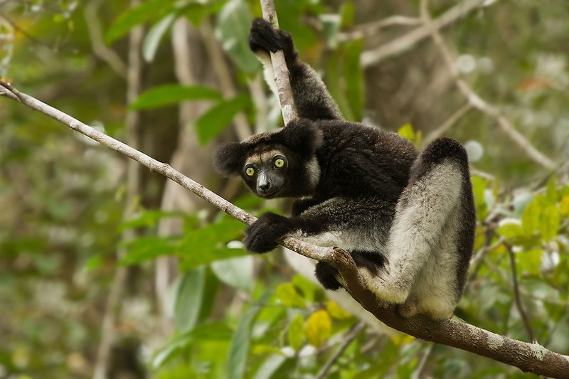 Kinh ngac voi su ky la cua cac loai vuon cao o Madagascar (2)-Hinh-4