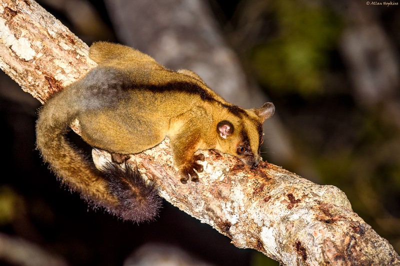 Kinh ngac voi su ky la cua cac loai vuon cao o Madagascar (2)-Hinh-6