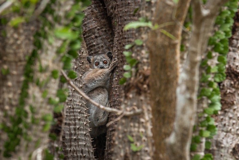 Kinh ngac voi su ky la cua cac loai vuon cao o Madagascar (2)-Hinh-9