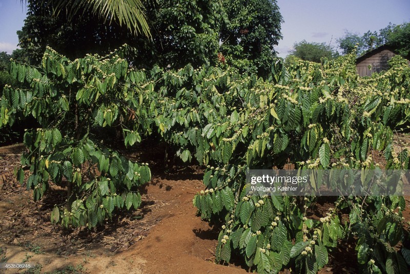 Dak Lak nam 1992 cuc sinh dong qua anh pho nhay Duc-Hinh-6