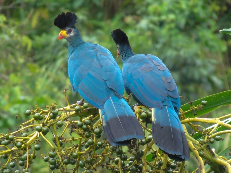 Su ky thu cua cac loai chim tieu quyen chi co o chau Phi-Hinh-7