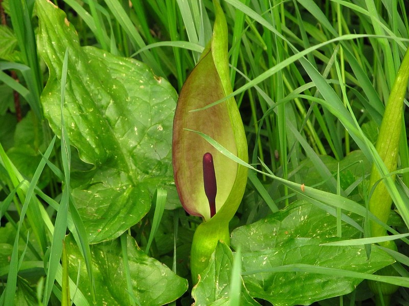 Nhung dieu day bat ngo ve cac loai cay ho Ray (1)-Hinh-3