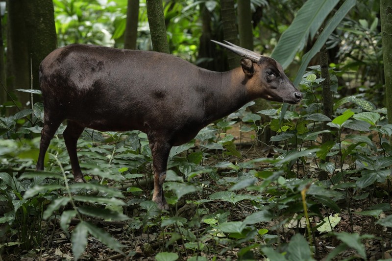 Bat ngo voi su da dang cua cac loai trau bo tren the gioi-Hinh-8