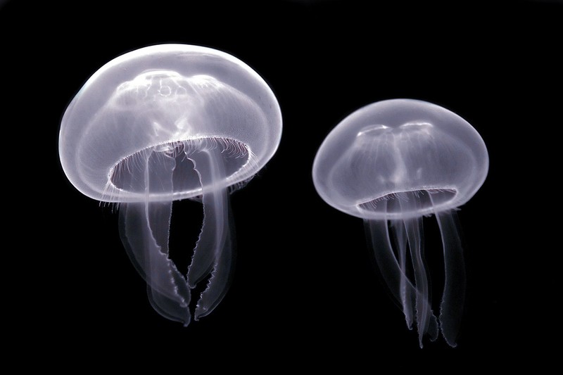 Loài sứa huyền bí sẽ được khám phá qua những bức hình đẹp, đem đến cho bạn trải nghiệm thu hút và tuyệt vời.