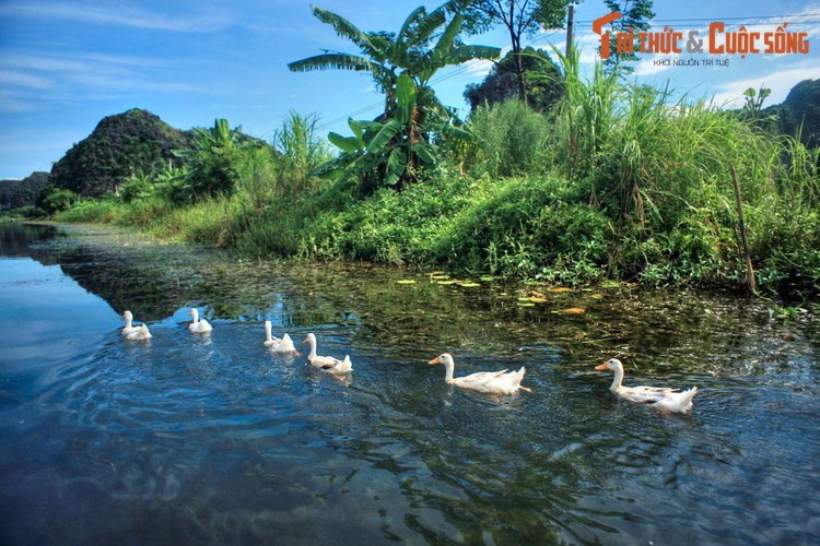 Dam chim trong ve dep so khai cua Thung Nang Ninh Binh-Hinh-14