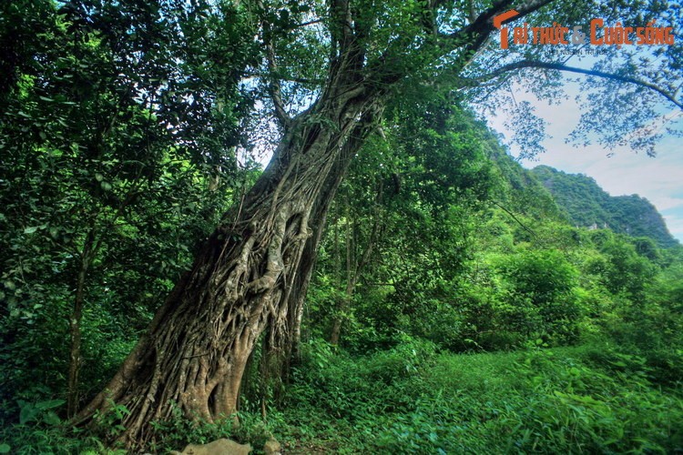 Dam chim trong ve dep so khai cua Thung Nang Ninh Binh-Hinh-7