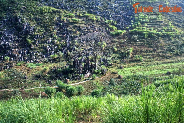 Dieu bi an ve cay co thu thieng nhat cao nguyen da Dong Van-Hinh-13