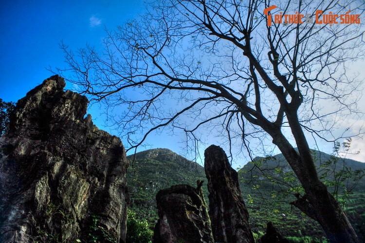 Dieu bi an ve cay co thu thieng nhat cao nguyen da Dong Van-Hinh-3