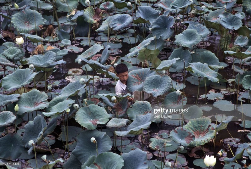 Loat anh cuc song dong ve Viet Nam nam 1998-Hinh-10