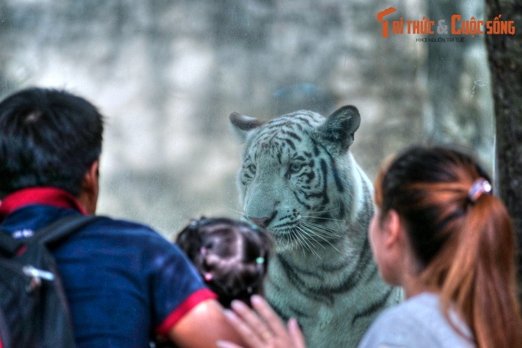 Can canh chuong cop tram tuoi trong Thao Cam Vien TP.HCM-Hinh-7