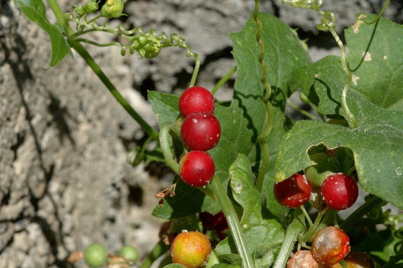 Dieu cuc thu vi ve cac loai cay thuoc ho Bau bi-Hinh-11