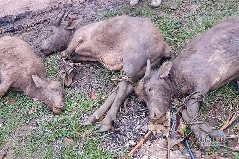 Trau, bo chet nhu nga ra vi ret hai, buot ruot voi 'dau co nghiep'-Hinh-2