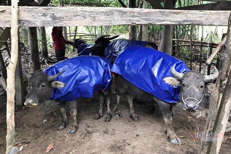 Trau, bo chet nhu nga ra vi ret hai, buot ruot voi 'dau co nghiep'-Hinh-3