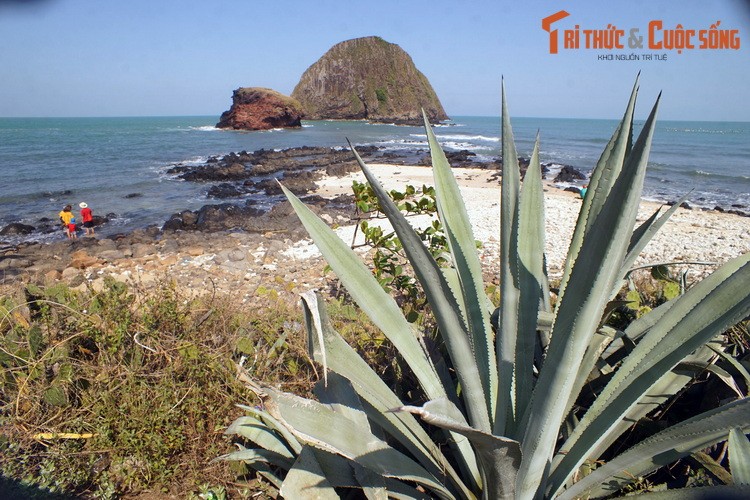 Soi “Ganh Da Dia” thu hai, noi len giua bien o Phu Yen-Hinh-9