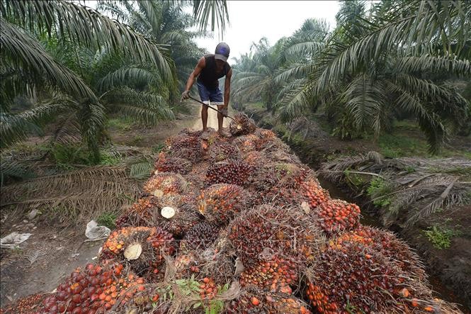 Indonesia khoi dong ke hoach tang toc xuat khau dau co