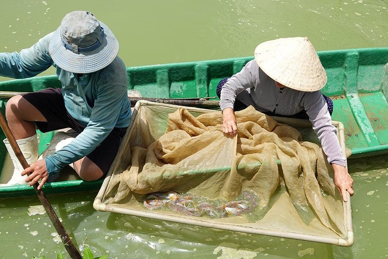 Nuoi loai ca la da bong, duoi do, tieng keu ec ec... thu lai tram trieu-Hinh-2