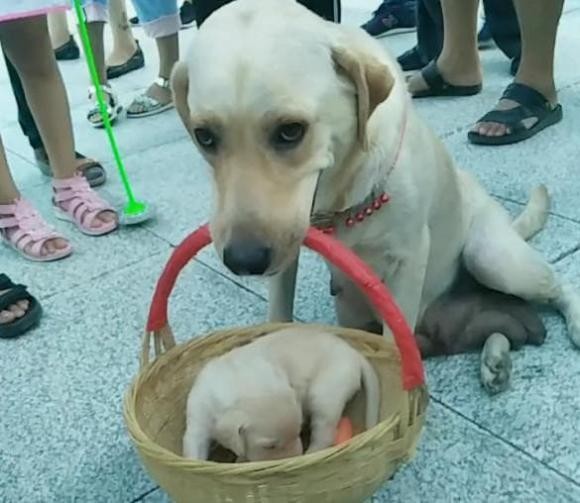 Cho Labrador me mang 2 con ra ngoai di dao, cu dan mang cung xiu