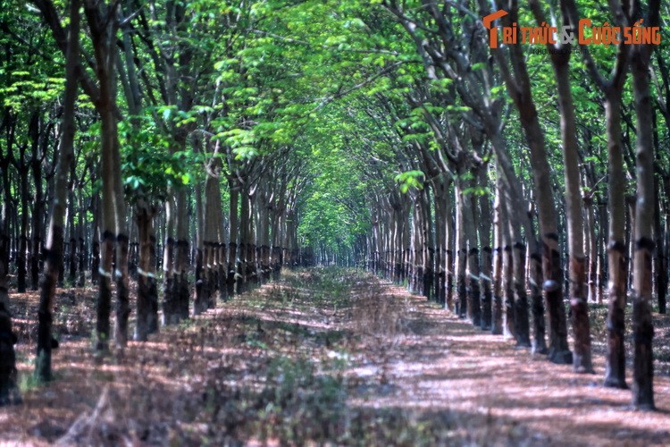 Nhung canh tuong ghi sau vao tam tri o vung dat Tay Ninh-Hinh-10