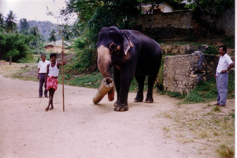 Cuc thu vi trai nghiem cuoc song o Sri Lanka nam 1993-Hinh-11