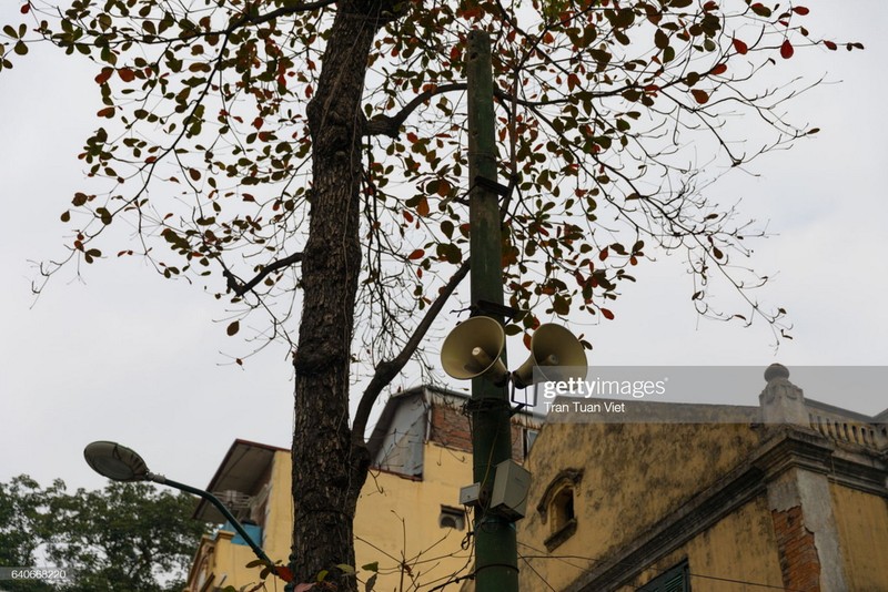 Anh doc: Ngam loa phuong o Ha Noi qua ong kinh phong vien Getty-Hinh-4