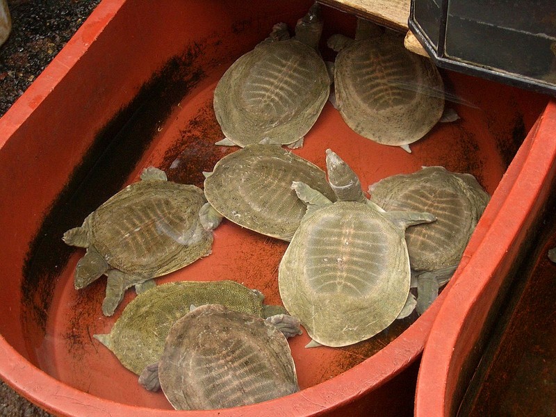 La lung loai rua di tieu bang mieng, duoc nuoi nhieu nhat the gioi-Hinh-10