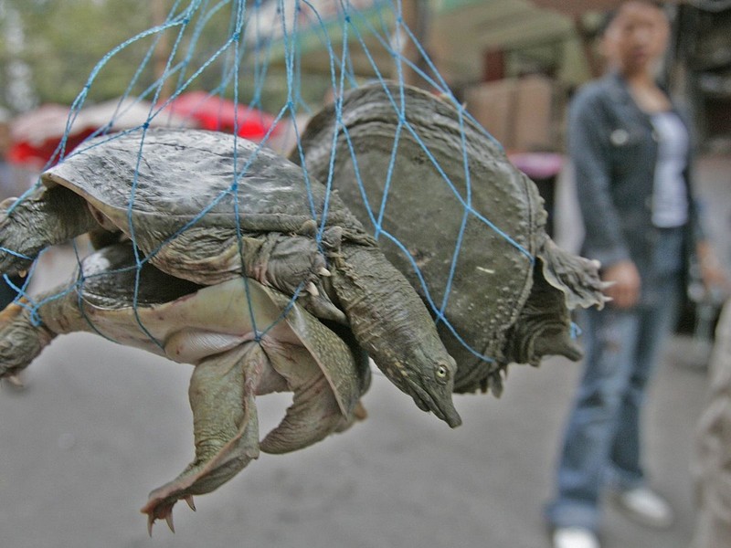 La lung loai rua di tieu bang mieng, duoc nuoi nhieu nhat the gioi-Hinh-11