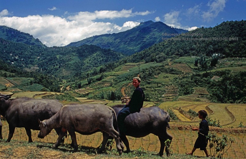 Cam nhan ve dep thuan khiet cua Sa Pa nam 1998-Hinh-10