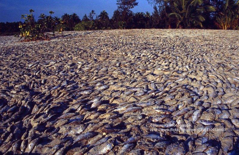 Loat anh cuc sinh dong ve dat nuoc Myanmar nam 1996 (2)